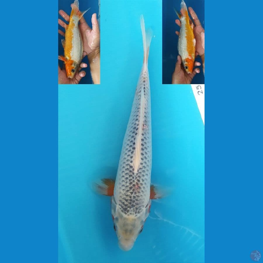 ASAGI 27CM FEMALE