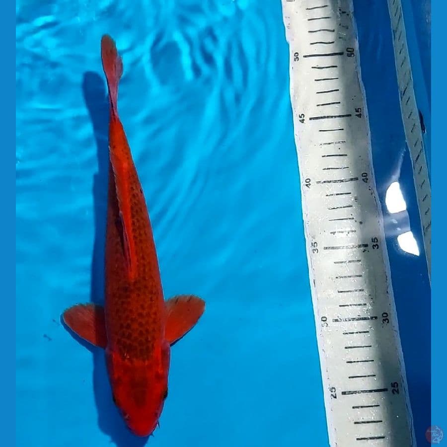 AKA MATSUBA 22 CM