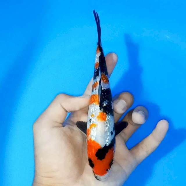 KINDAI GINRIN 16cm