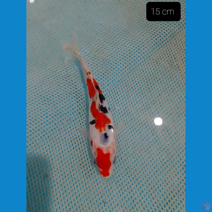*SANKE 15 CM*