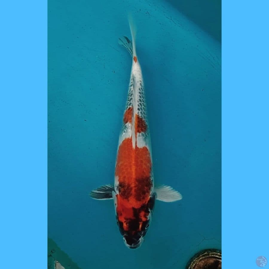 kin showa 31cm