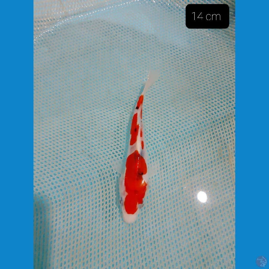 *SANKE 14 CM*