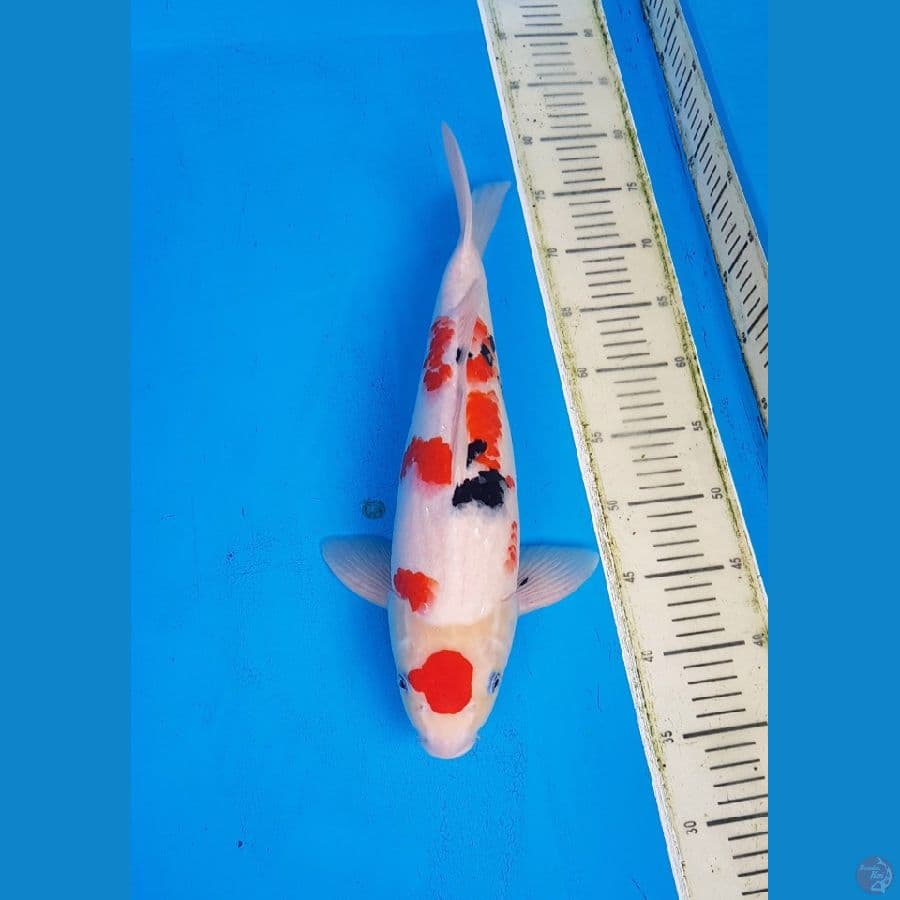 Maruten Sanke 45cm Gimbul