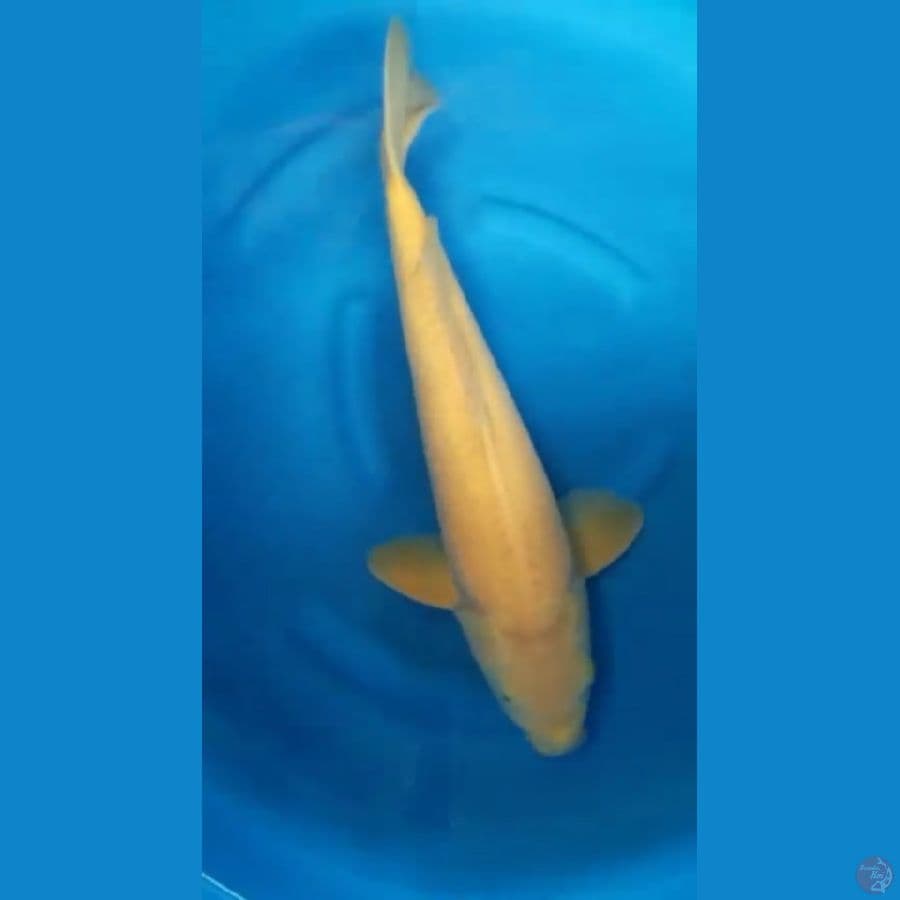 karasi f1 MM 50cm