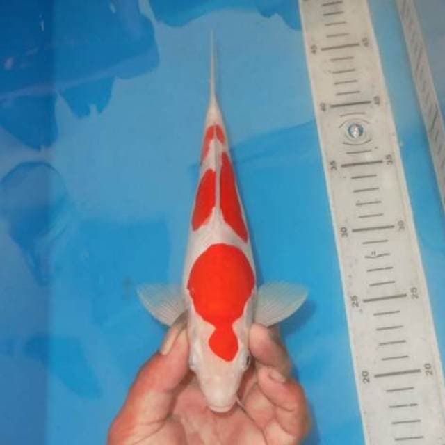 SANDAN KOHAKU SIMEYRIS