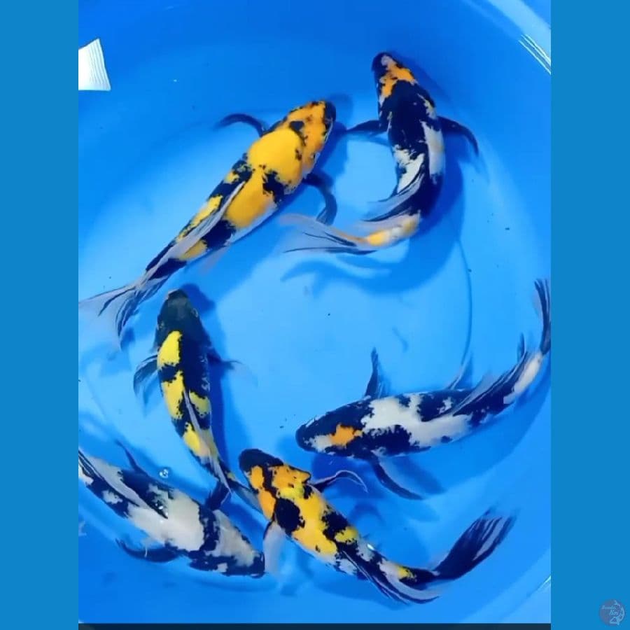 kumpay ki showa shiro mix 26_31cm