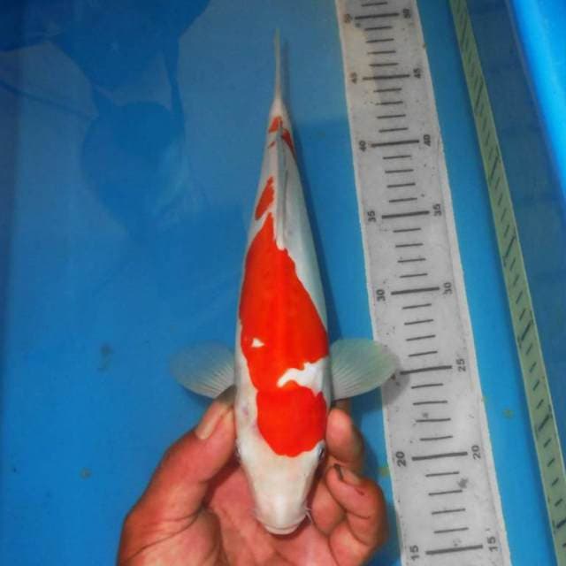 KOHAKU ABSTRAK