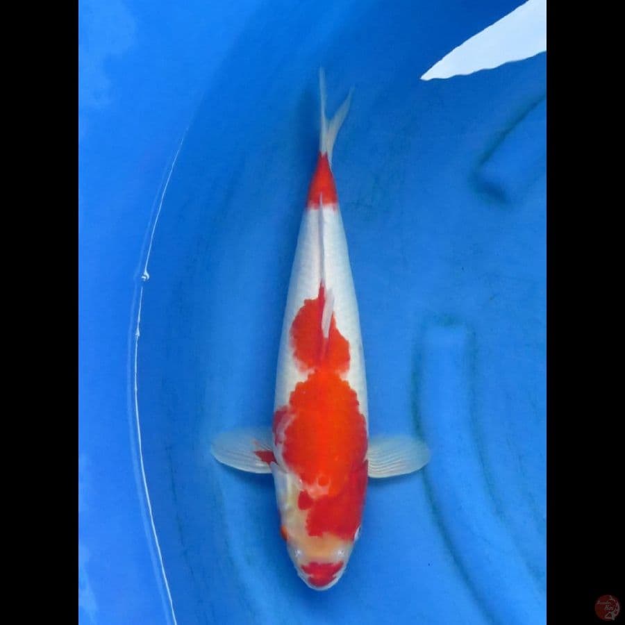 KOHAKU, 40CM