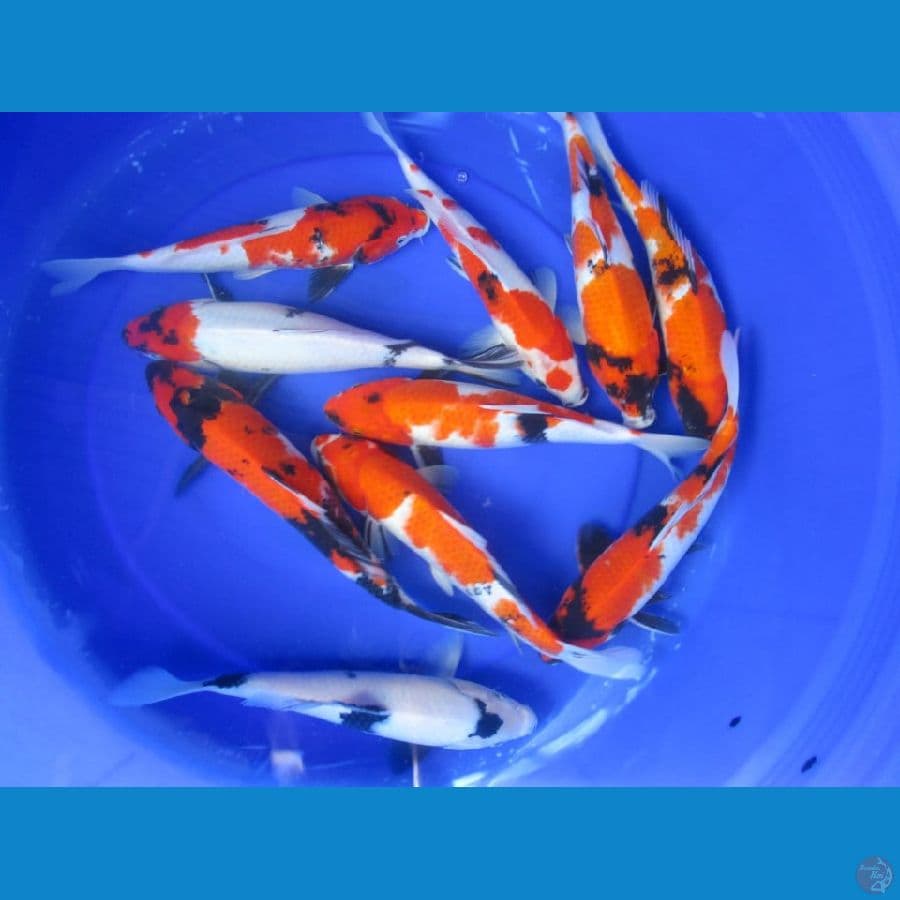 MKC KOI GRUB