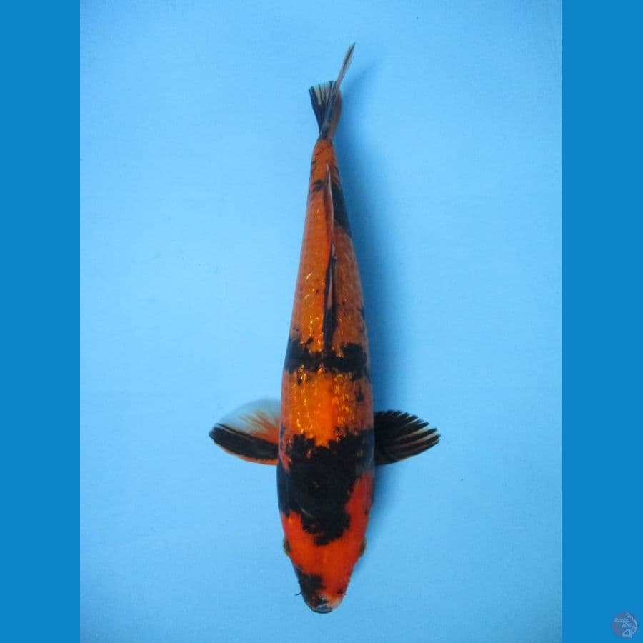 MKC KOI GRUB