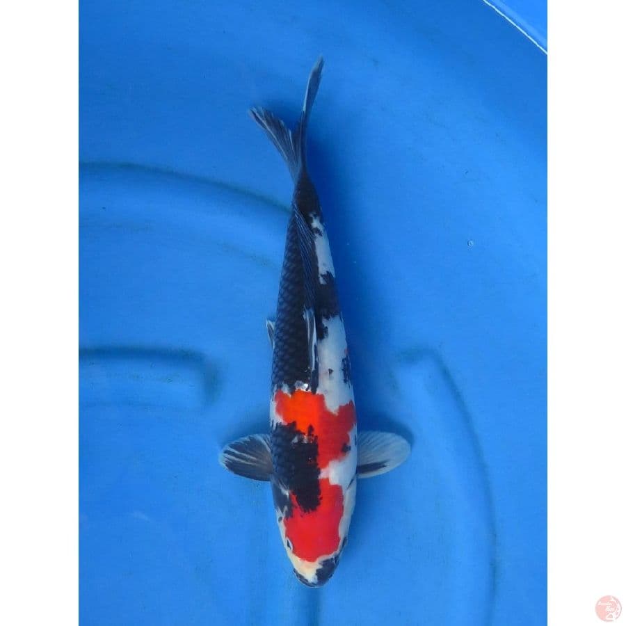 37cm - Super Red Showa