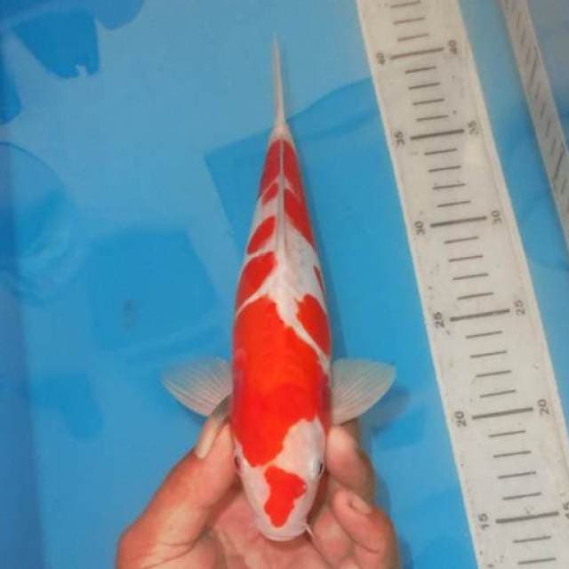 KOHAKU POLKADOT