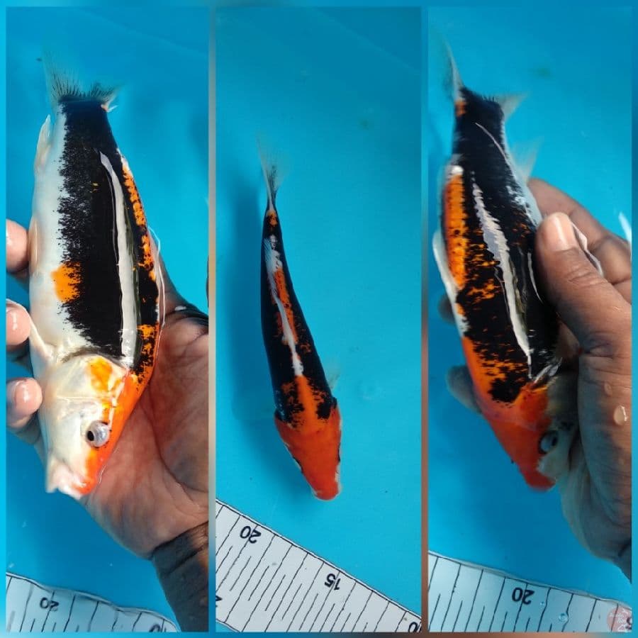 Kumon 19cm