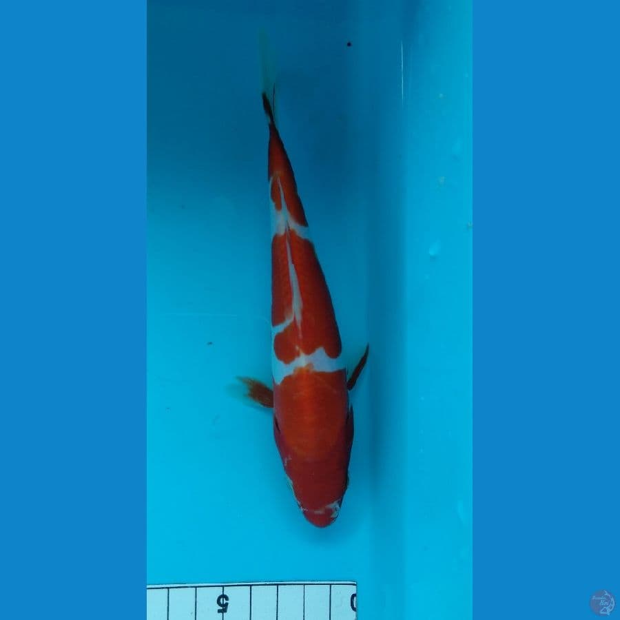 Kohaku doit murni 16cm