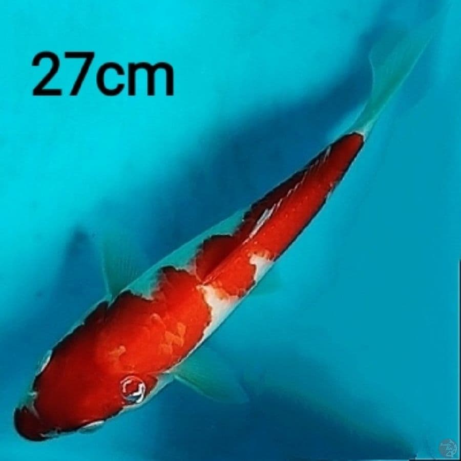 kohaku