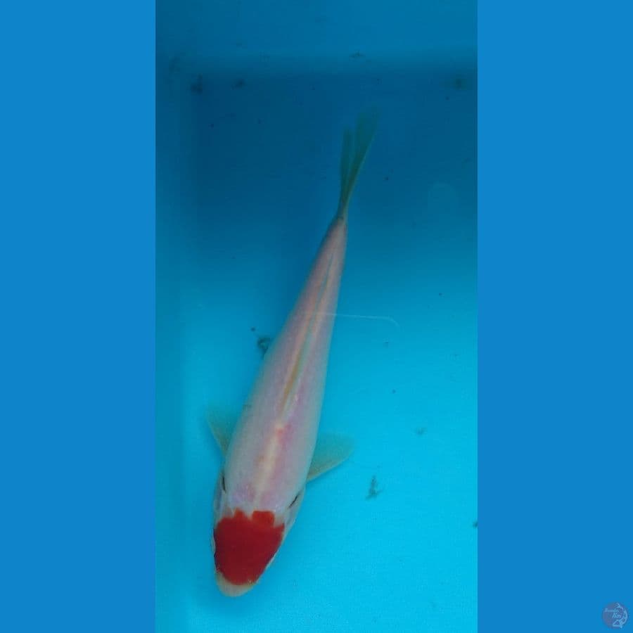 Tancho 17cm