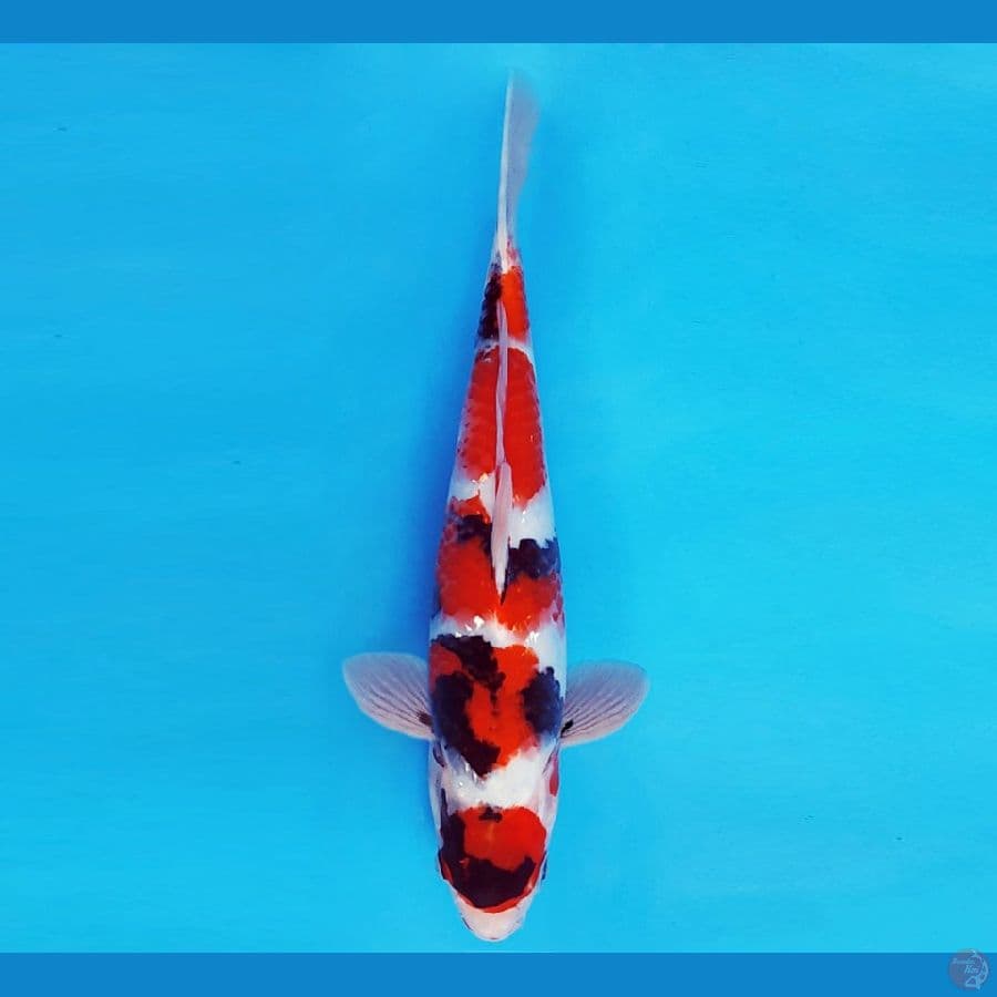 SAITAMA 1 ~ MARUTEN SHOWA EVO 29 cm/male ™