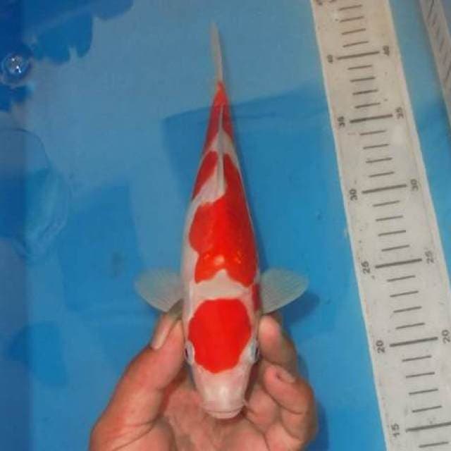 MARUTEN SANDAN KOHAKU