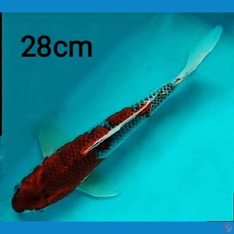 red kujaku