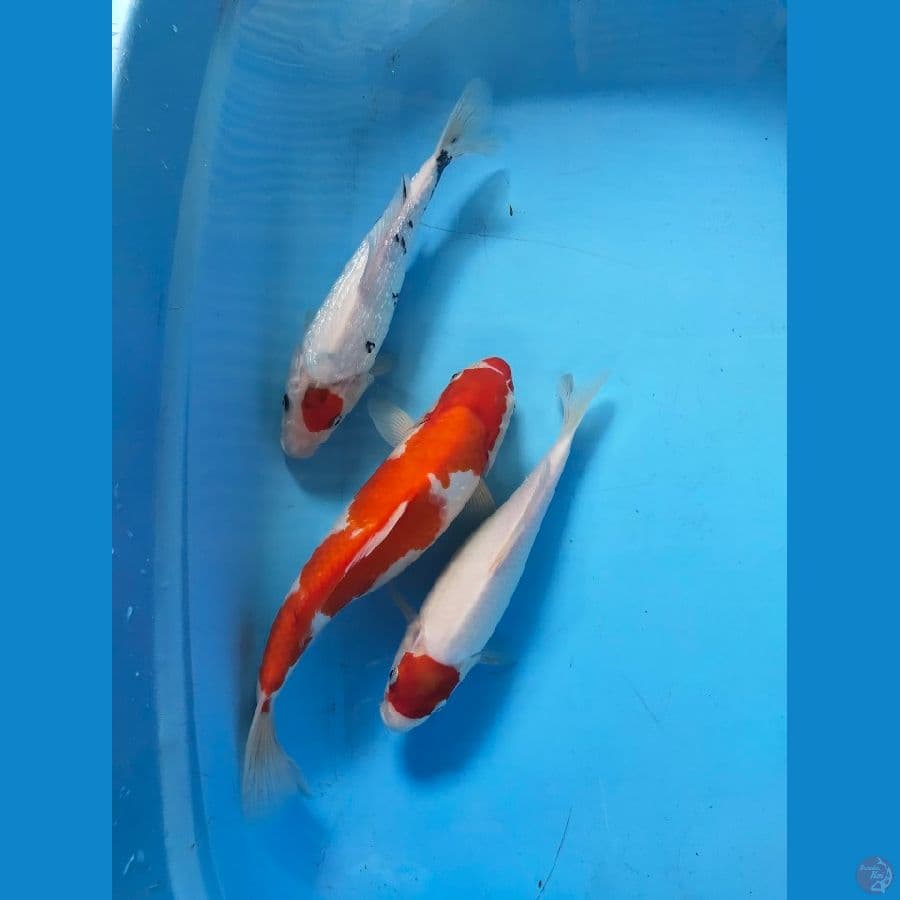 mix 27 -32cm