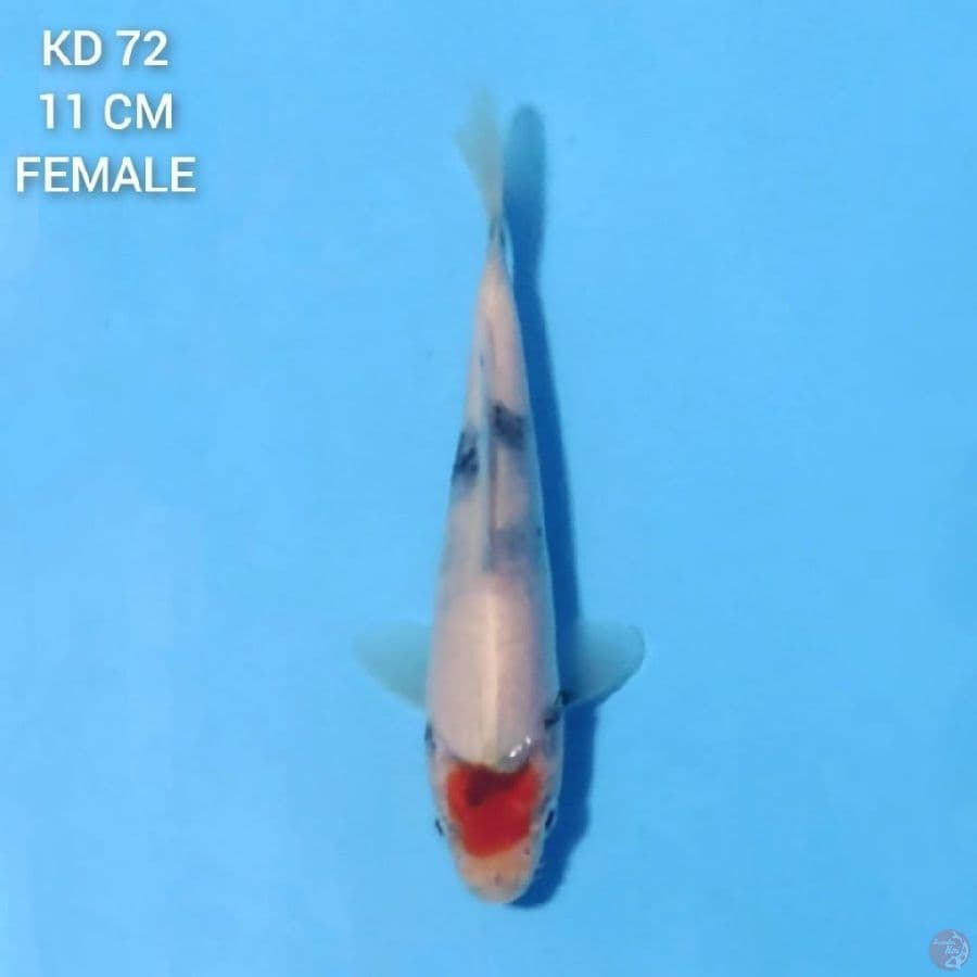 Tancho Showa Tategoi 11cm Female