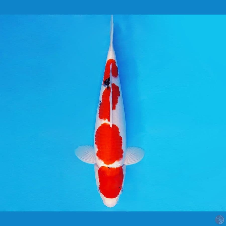 SAITAMA 6 ~ SANKE 4 STEPS 36 cm/fm ™