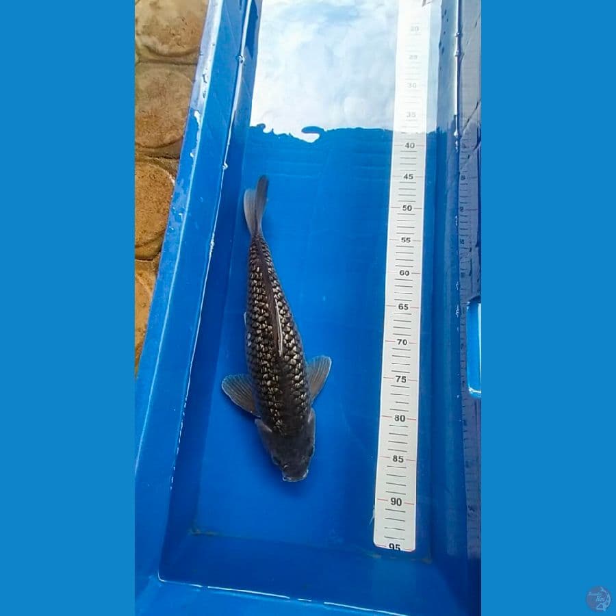 Soragoi ginrin 40 cm