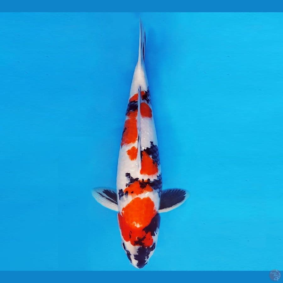 SAITAMA 7 ~ SHOWA EVOLUTION 40 cm/fm ™