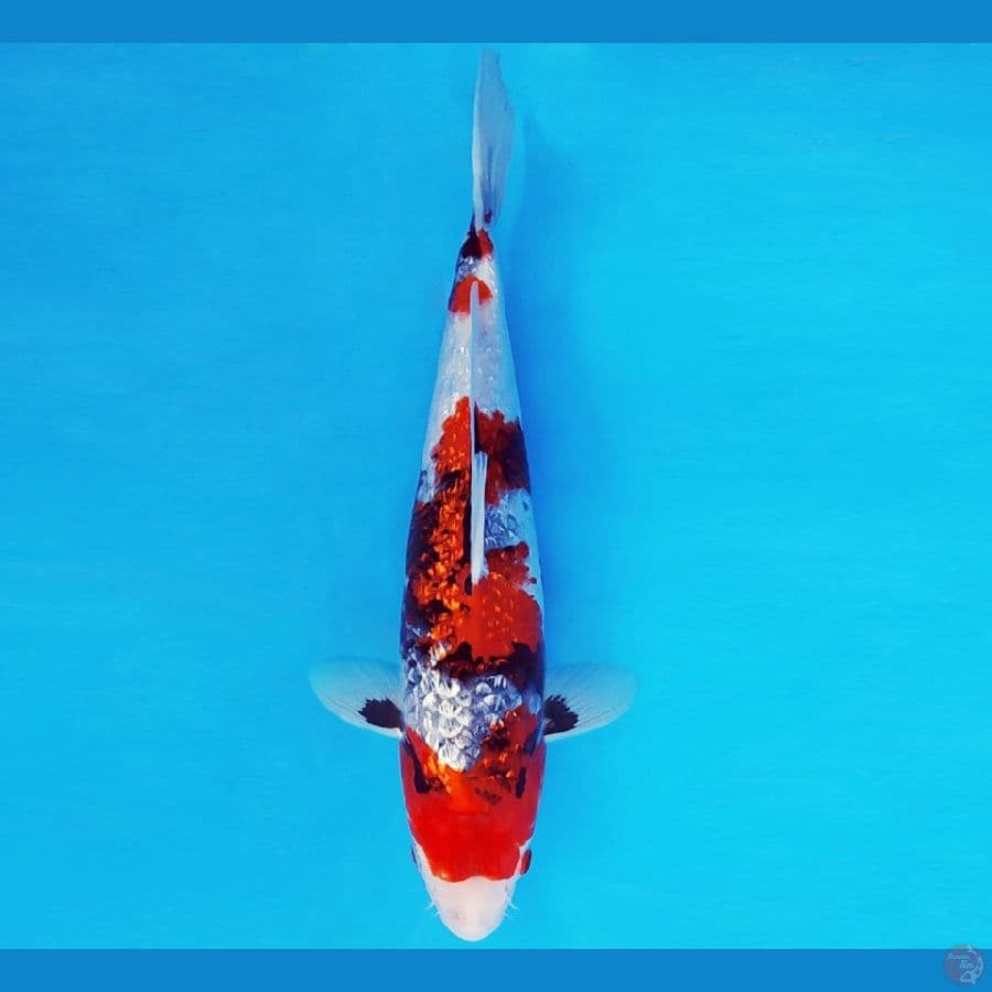 SAITAMA 9 ~ KAGE SHOWA GIN RIN 31 cm/fm ™