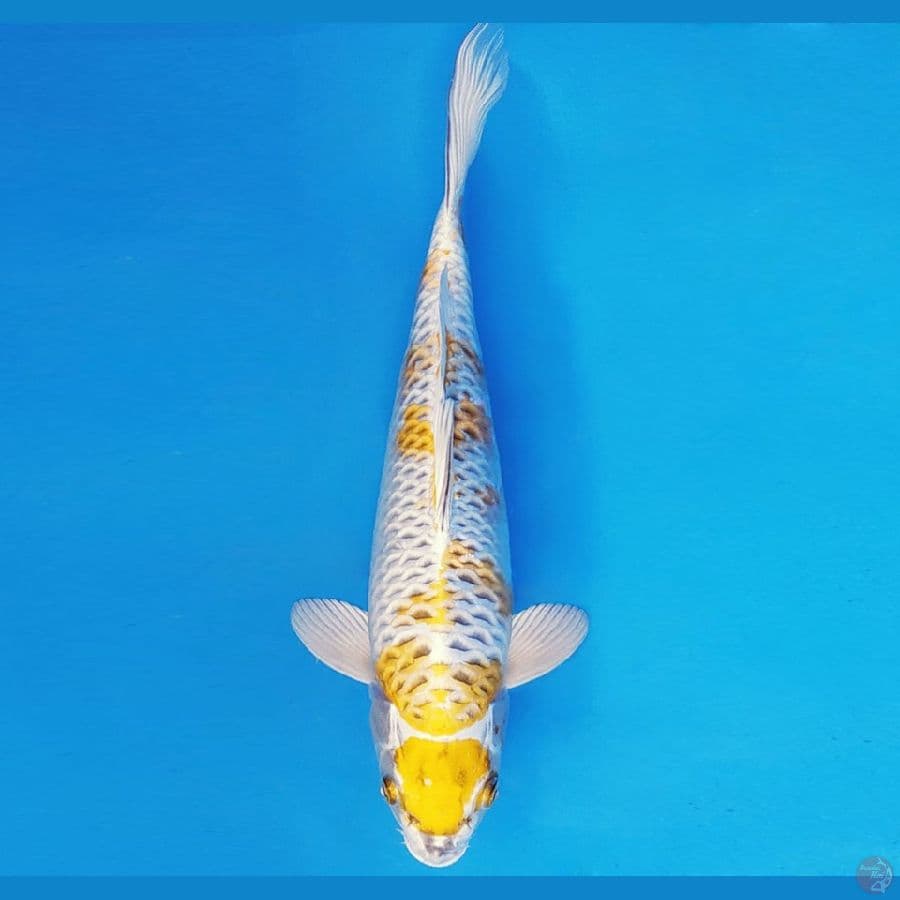 SAITAMA 13 ~ MARUTEN KUJAKU 31 cm/fm ™