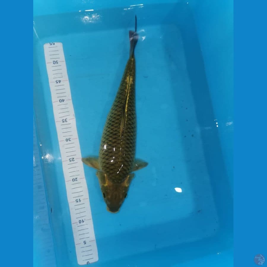 Midori 45 cm