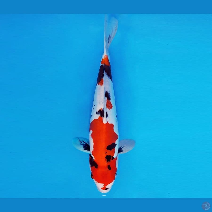 SAITAMA 14 ~ SHOWA DOITSU EVOLUTION 28 cm/fm ™