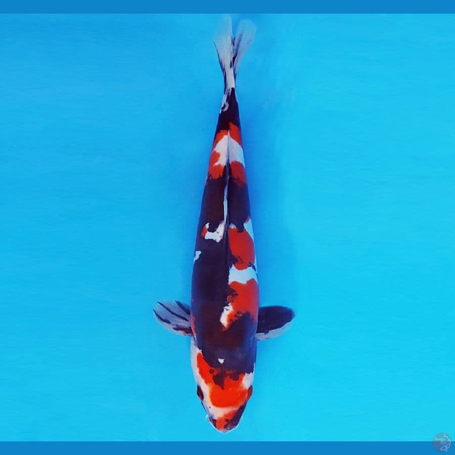 SAITAMA 15 ~ SHOWA DOITSU 24 cm/fm ™