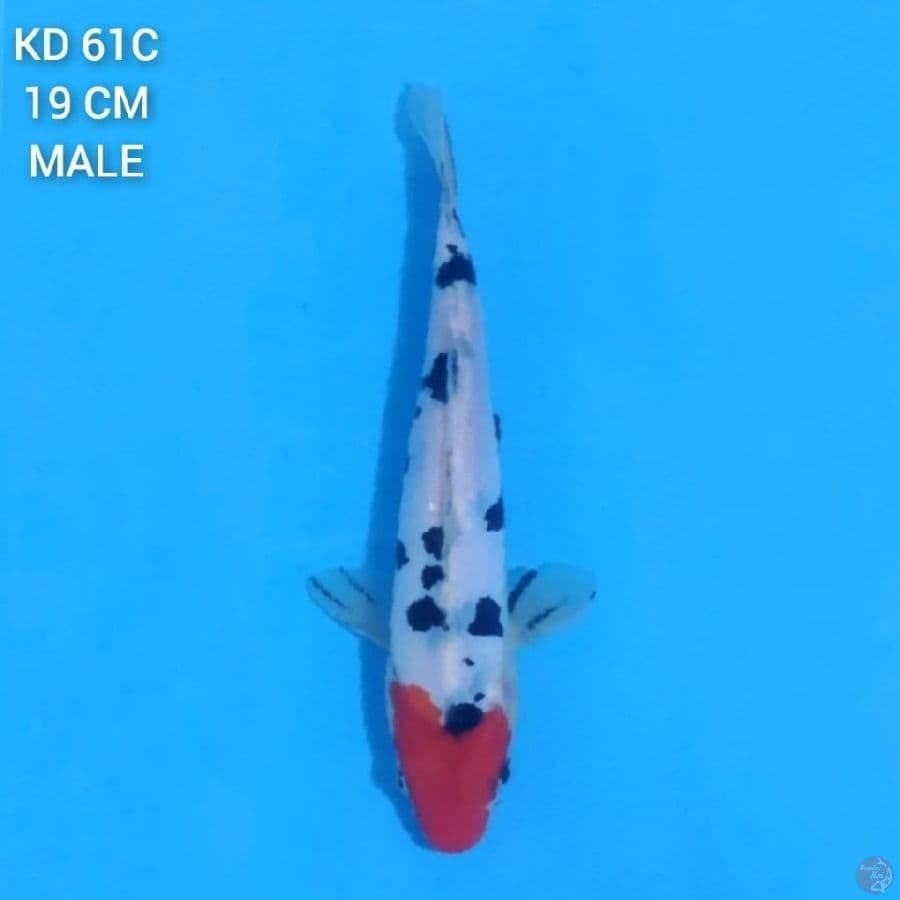 Tancho Sanke 19cm Male