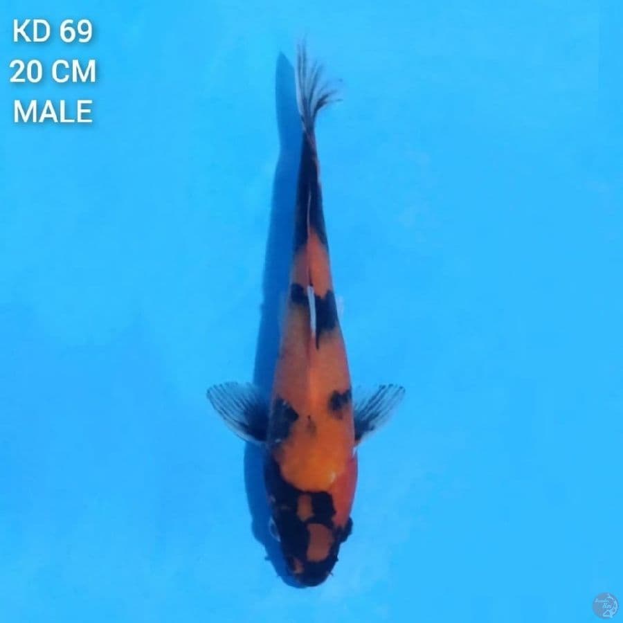 Hi Utsuri 20cm Male