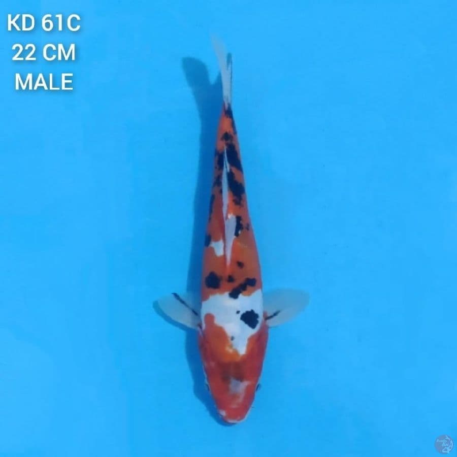 Doitsu Sanke 22cm male
