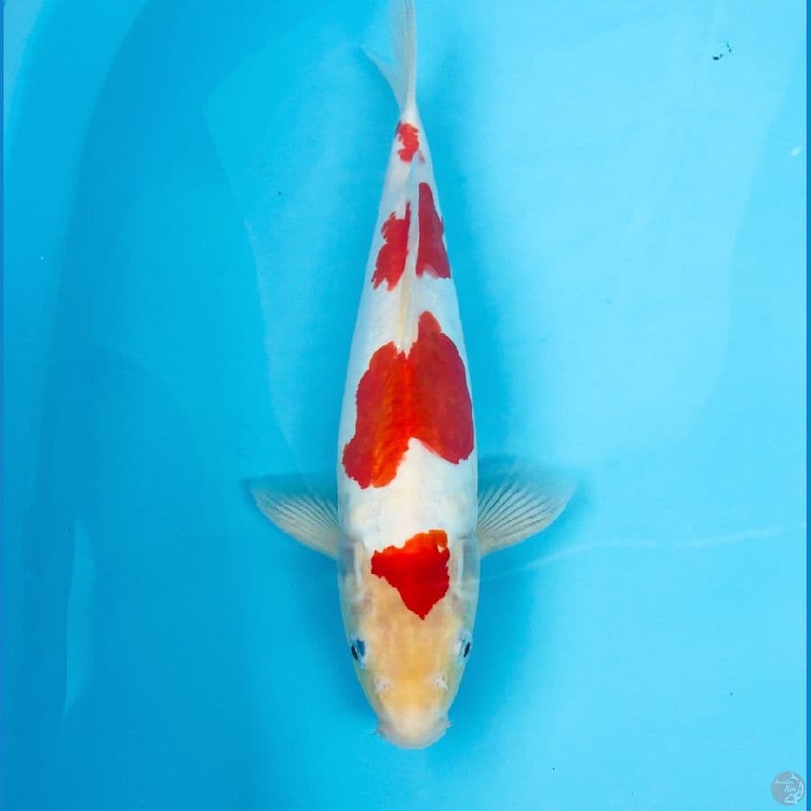 kohaku doitsu, male 32 cm