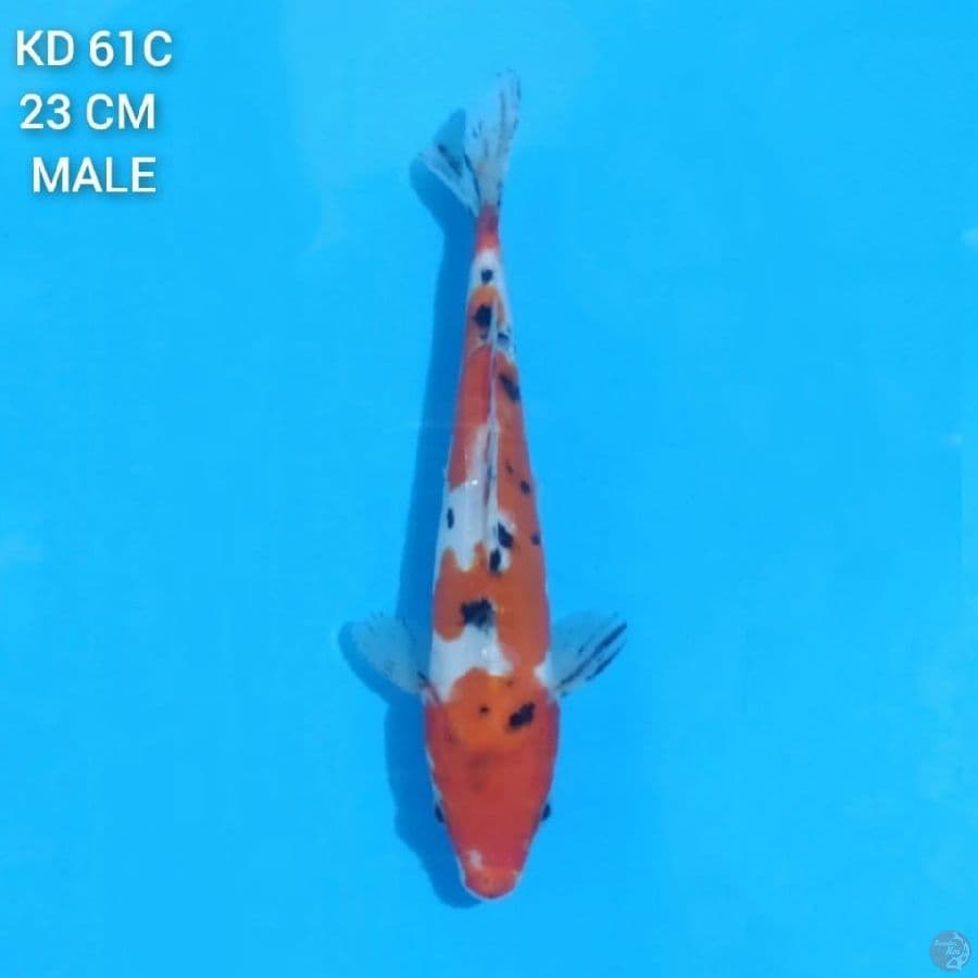 Doitsu Sanke 23cm Male