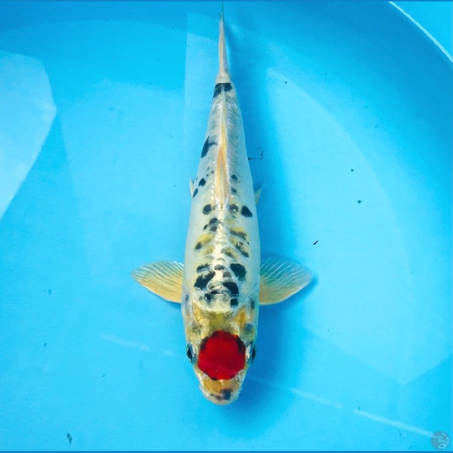 tancho kawarimono, male 25 cm