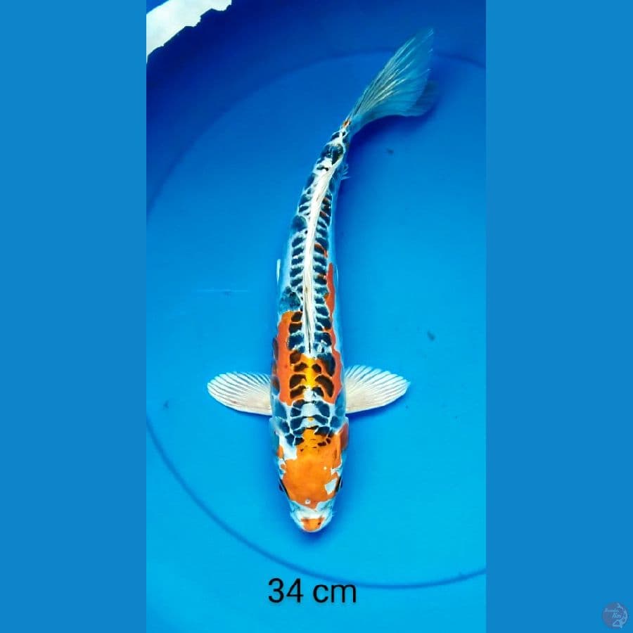 kiko mantap 34 cm