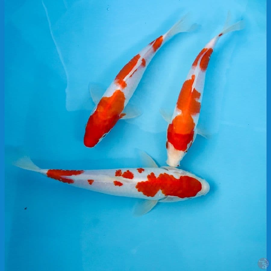 paket kohaku, 25Bu