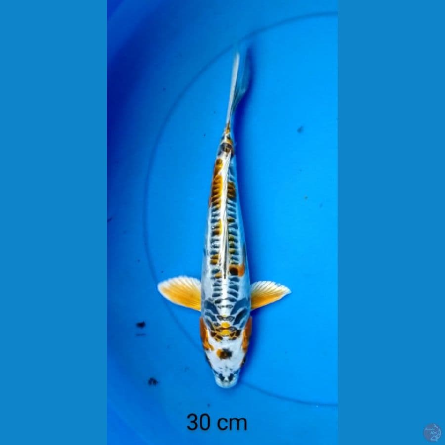 kiko antik 30 cm