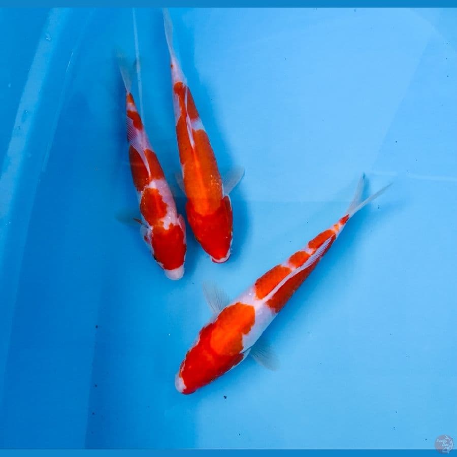 kohaku, 20BU
