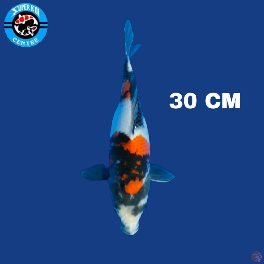 Showa 30 Cm