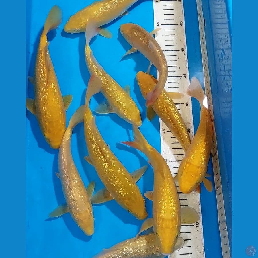 KARASHI GINDRIN QUALITY 21-25 CM
