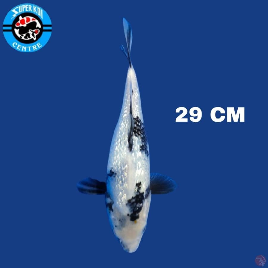 Shiro Ginrin 29 cm