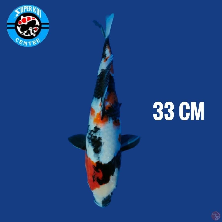 Showa Super Red 33 cm