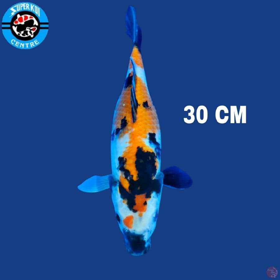 Showa 30 cm
