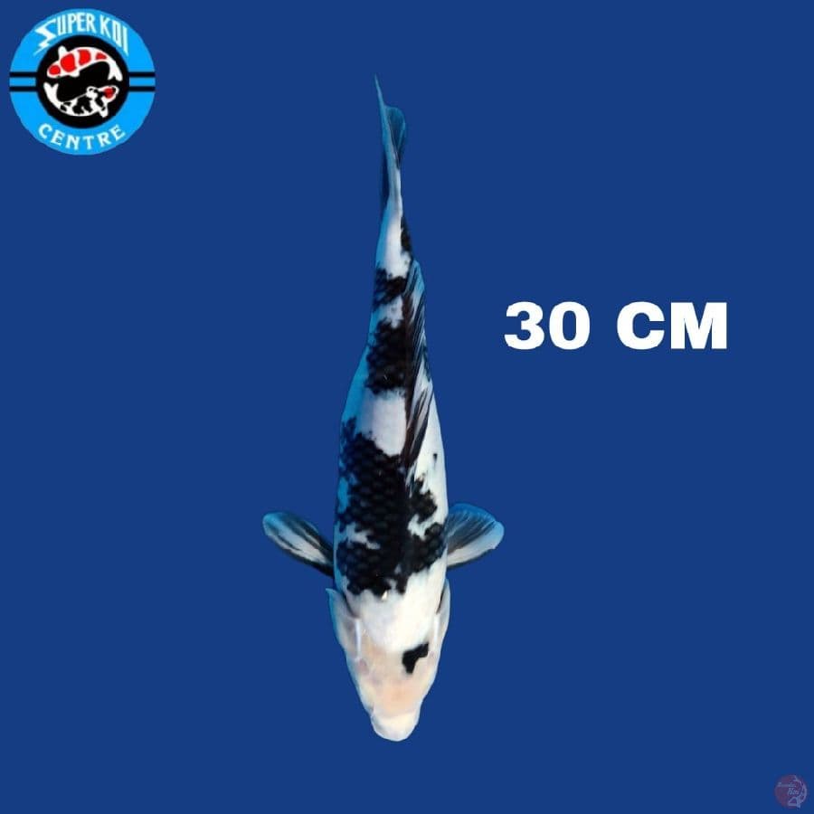 Shiro 30 cm