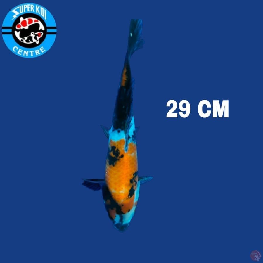 Showa 29 cm